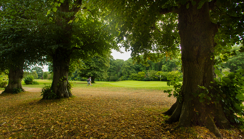 Golf course trees